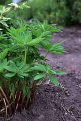 fantastically beautiful natural background with new lupine shoots in sunlight, woods has come spring