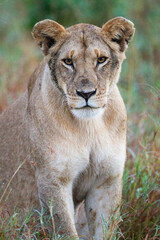 Young lioness on her own, calls out to the pride in the Masai Mara, Kenya