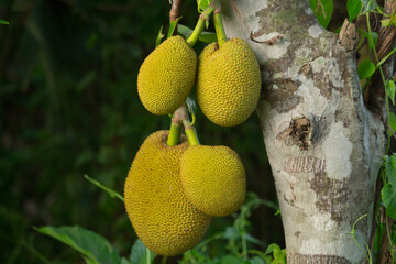 There are many beautiful jackfruit trees in the dense forest