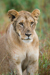 Young lioness on her own, calls out to the pride in the Masai Mara, Kenya