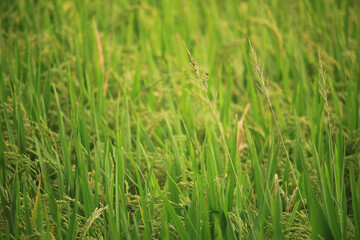 Fototapeta na wymiar There are many beautiful paddy plants in the paddy field