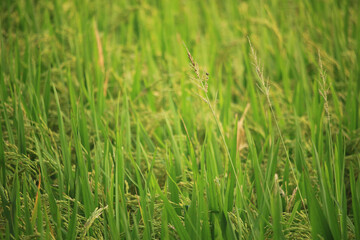 There are many beautiful paddy plants in the paddy field