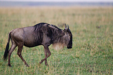 Blue Wildebeest crossing the grasslands of the Masai Mara, Kenya	