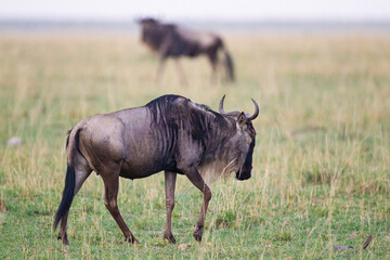 Blue Wildebeest crossing the grasslands of the Masai Mara, Kenya	