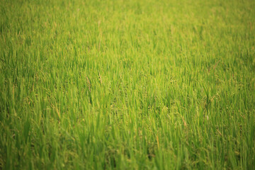 There are many beautiful paddy plants in the paddy field