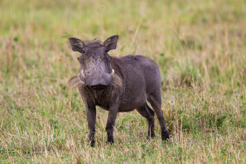 Warthog foraging in the grasslands of Africa