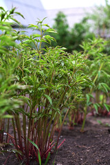 Young shoot of tree peony with unopened bud, spring flowers