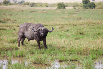 Obraz premium An African Buffalo staring across the Masai Mara in Kenya
