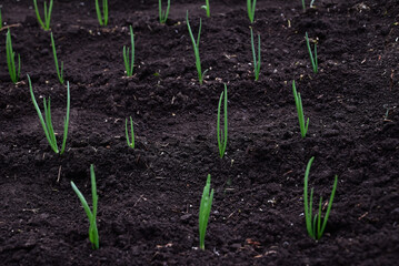 Female hand is loosening the soil in the garden with of garden tool