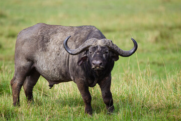 Obraz premium An African Buffalo staring across the Masai Mara in Kenya