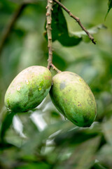 Two raw mangoes are hanging on the tree