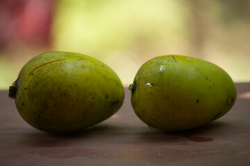 Two ripe mangoes have fallen from the tree