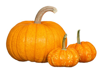 Organic Sugar Pie Pumpkin, an ideal pumpkin for holiday baking and cooking, and two mini pumpkins. Isolated on transparent background.  - 545865395
