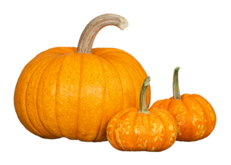 Organic Sugar Pie Pumpkin, an ideal pumpkin for holiday baking and cooking, and two mini pumpkins. Isolated on transparent background. 