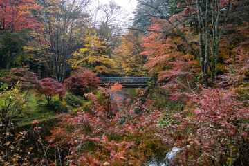 View of Kumoba Pond with autumn leaves, Karuizawa, Japan