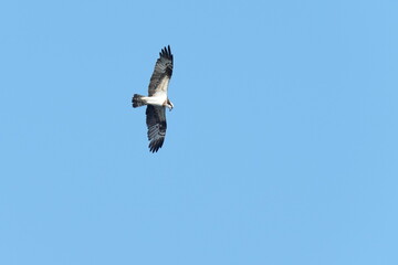 osprey in flight