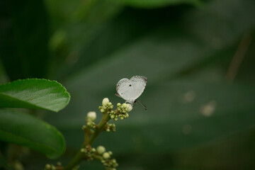 A small white butterfly is sitting on the flower