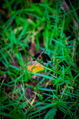 A vertical shot of a blue net-winged insect sitting on a leaf