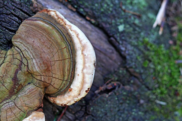 A large fungus growing on the trunk of a tree in a garden