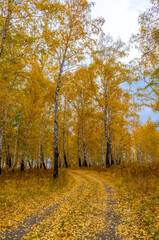 Autumn road covered with yellow leaves in a birch grove