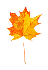 Bright autumnal maple leaf painted in watercolor on white background
