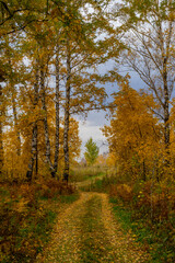 Obraz premium Autumn road covered with yellow leaves in a birch grove
