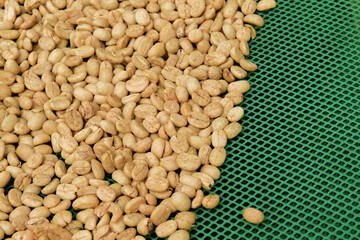 Close up of coffee beans drying in the sun              