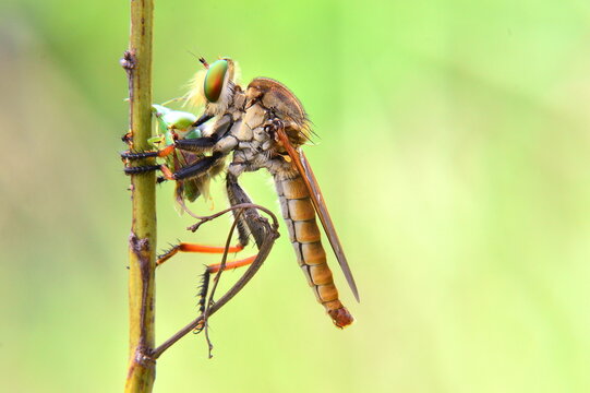macro of a dragonfly or roberfly