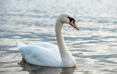 Fototapeta na wymiar Swans swim in the lake 