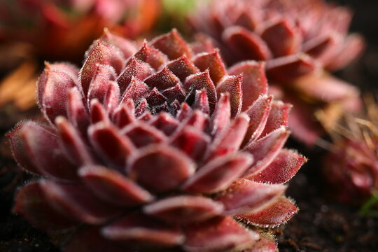rojnik POWDER PUFF sempervivum