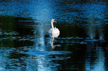 Swan swimming in the river