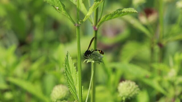 Polistes , Potter wasps,Mason wasps,Waps yellow jacket,Delta campaniforme, podynerus troglodytes,Delta esuriens, Eumenes aff. punctatus,Omicroides, Phimenes flavopictus
