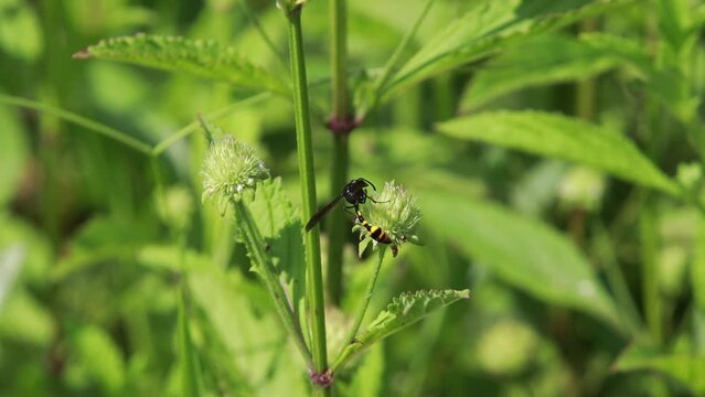 Polistes , Potter wasps,Mason wasps,Waps yellow jacket,Delta campaniforme, podynerus troglodytes,Delta esuriens, Eumenes aff. punctatus,Omicroides, Phimenes flavopictus
