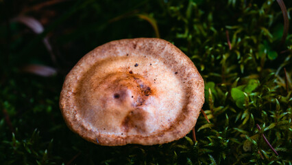 Mushroom in the grass