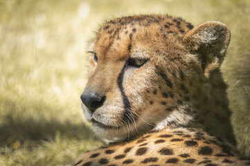 Gepard