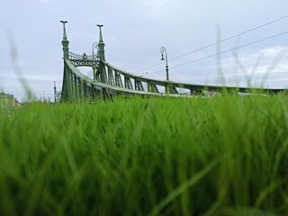 Fototapeta premium Liberty Bridge in Budapest, the bridge with grass in the foreground
