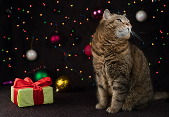 Fototapeta na wymiar A cat sits next to a gift box near Christmas decorations, and luminous garlands. Selective focus.