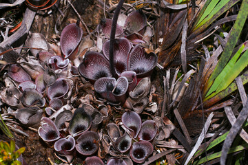 Heliamphora pulchella, large plant of the carnivorous pitcher plant in natural habitat, Amuri Tepui, Venezuela