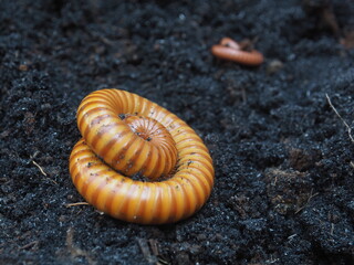 close up of millipedes
