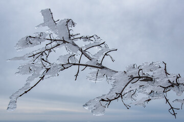 Branches frozen in strangely shaped ice due to the wind on Demerdzhi mountain slope in spring. Crimea