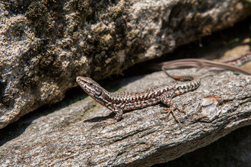 A lizard basks in the sun on a rock.