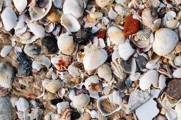 Close-up seashells on beach sand summer day. Abstract ocean background pattern collection