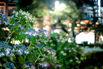 夜の紫陽花
