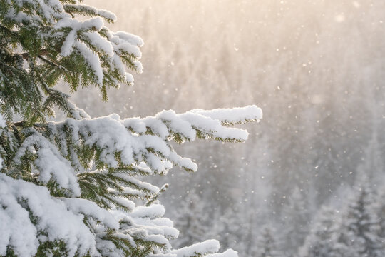 Beautiful winter scenery with snow falling on a spruce tree branch close-up
