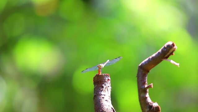 dragonfly, Capung, sibar-sibar, papatong , kinjeng , coblang, kasasiur, tjapung, Sansibur, Bungkoloko, Kedie , Lestes praemorsus, Calopteryx splendens,Azuragrion nigridorsum,Agriocnemis pieris, 

