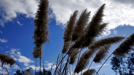 Fototapeta premium plants