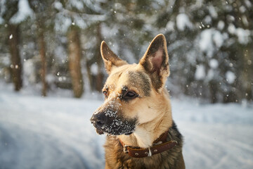 Dog German Shepherd outdoors in the forest in a winter day. Russian guard dog Eastern European Shepherd in nature on the snow and white trees covered snow