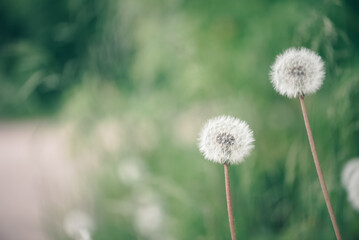 Beautiful spring background with fluffy dandelion on a blurred green background. Selective focus, place for your design and text.