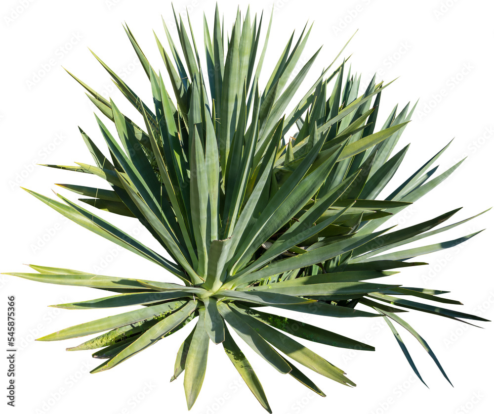 Aufkleber isolated cutout png of a cactus on a transparent background