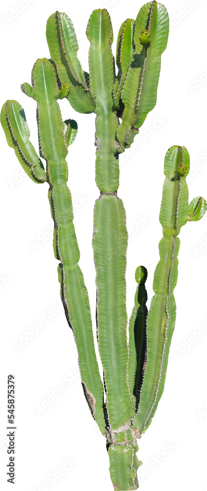 Poster isolated cutout png of a cactus on a transparent background